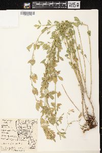 Medicago sativa subsp. sativa image