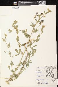 Medicago sativa subsp. sativa image