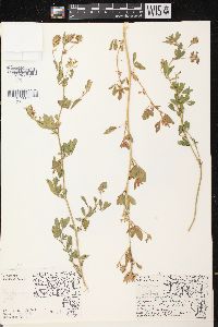 Medicago sativa subsp. sativa image