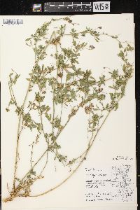 Medicago sativa subsp. sativa image