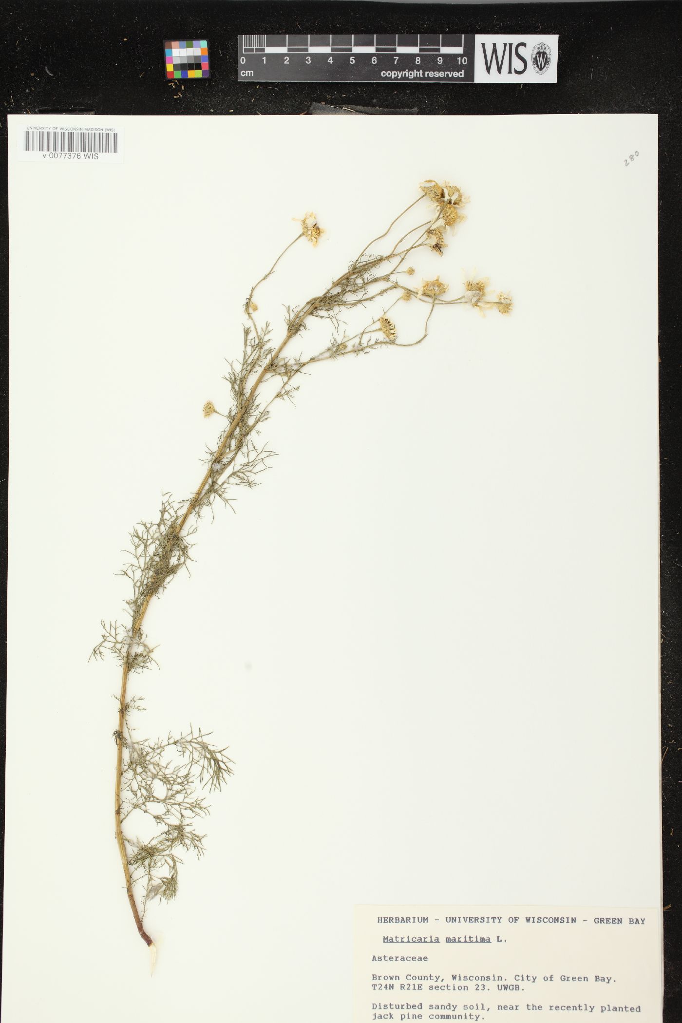 Matricaria maritima subsp. inodora image