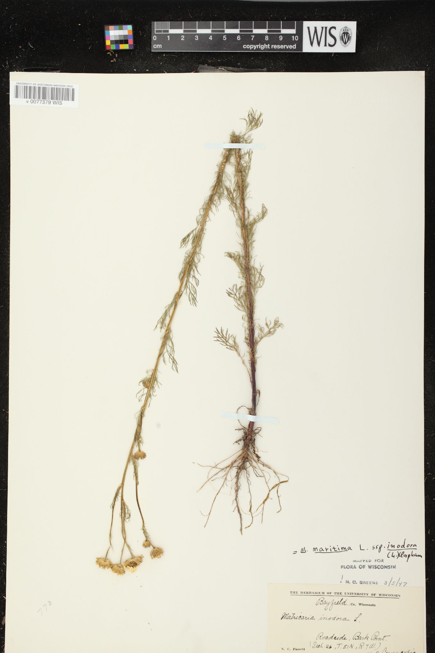 Matricaria maritima image
