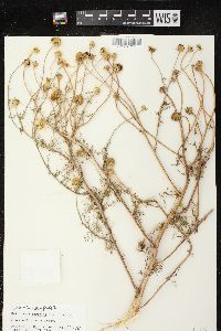 Matricaria maritima subsp. inodora image