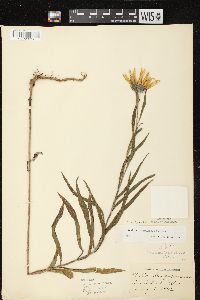 Helianthus maximiliani image