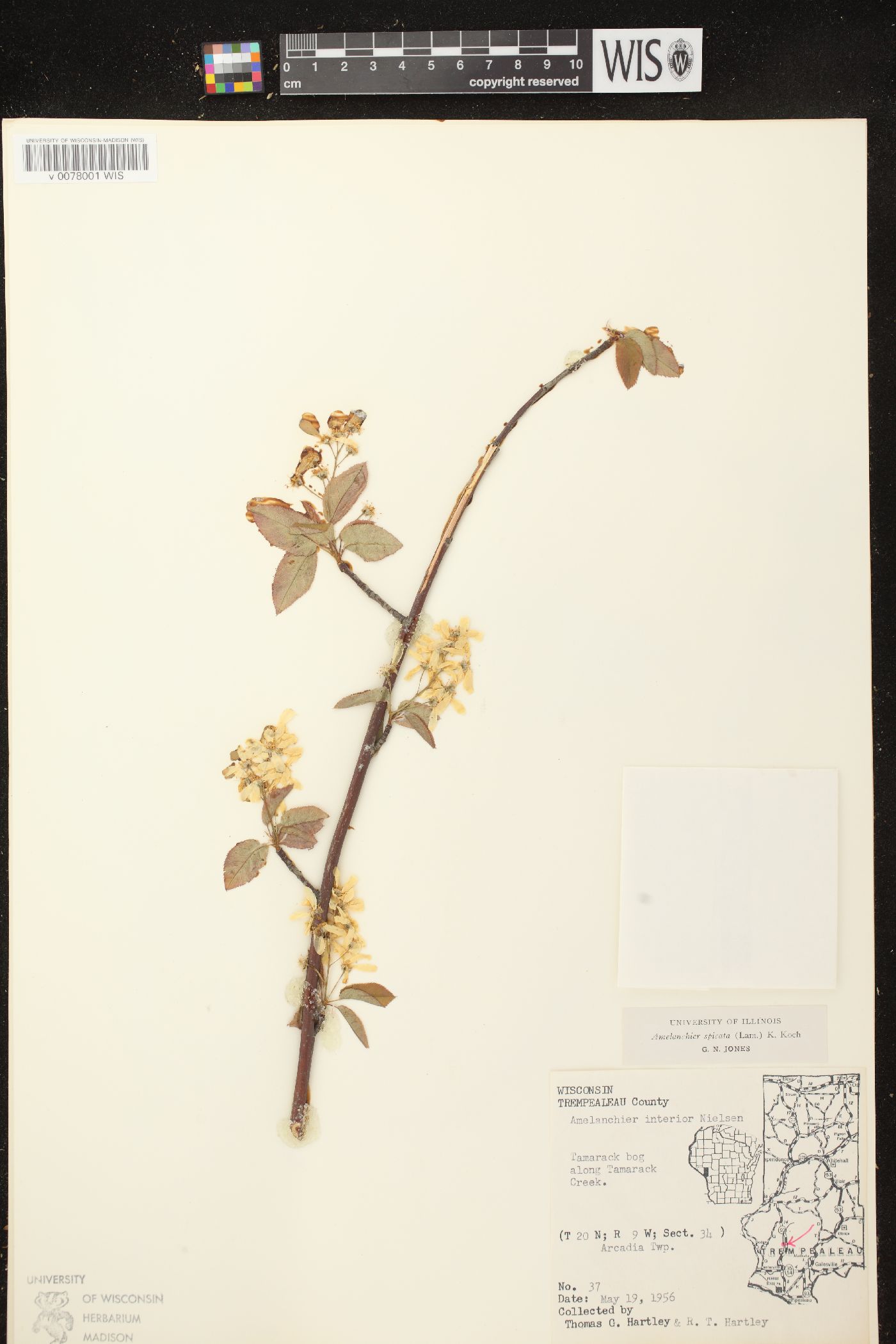 Amelanchier spicata image