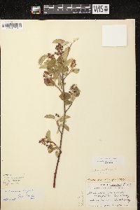 Amelanchier spicata image