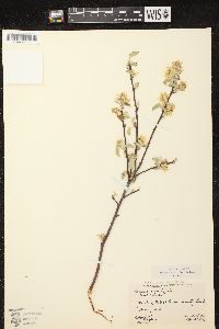 Amelanchier spicata image