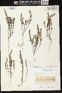 Scutellaria parvula var. leonardii image