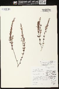 Scutellaria parvula var. leonardii image