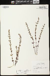 Scutellaria parvula image