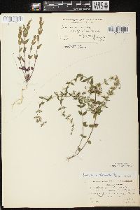 Scutellaria parvula var. leonardii image