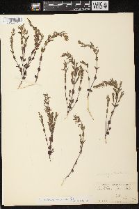 Scutellaria parvula image