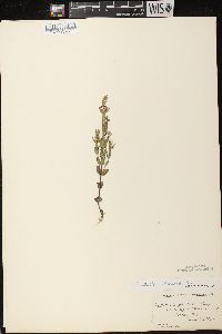 Scutellaria parvula var. leonardii image