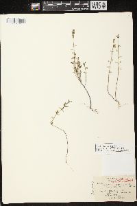 Scutellaria parvula image