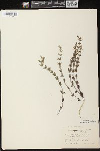 Scutellaria parvula image