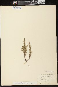 Scutellaria parvula var. leonardii image