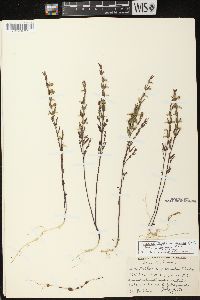 Scutellaria parvula image