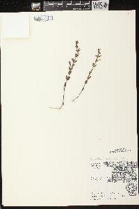 Scutellaria parvula image