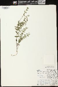 Scutellaria parvula image