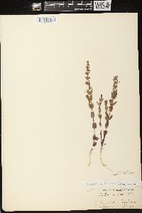 Scutellaria parvula image