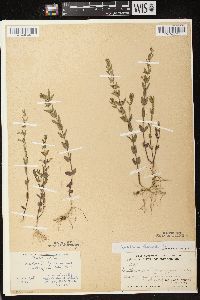 Scutellaria parvula var. leonardii image