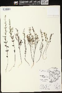 Scutellaria parvula var. leonardii image