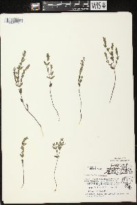 Scutellaria parvula image