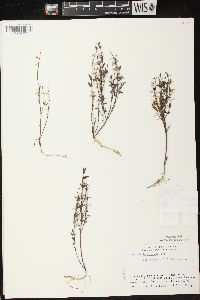 Scutellaria parvula image