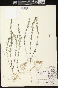 Scutellaria parvula image