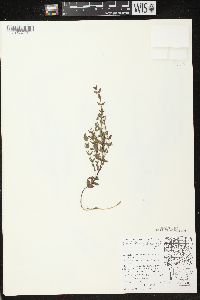 Scutellaria parvula var. leonardii image