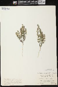 Scutellaria parvula var. leonardii image