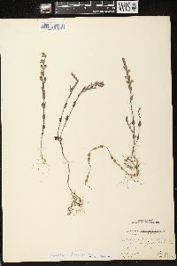 Scutellaria parvula image