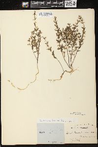 Scutellaria parvula var. leonardii image