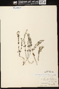 Scutellaria parvula image