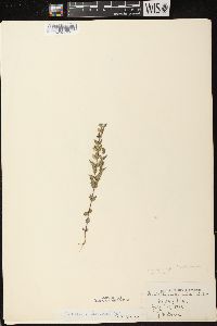 Scutellaria parvula var. leonardii image