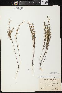 Scutellaria parvula var. leonardii image