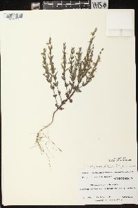 Scutellaria parvula var. leonardii image