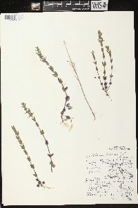 Scutellaria parvula image