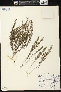 Scutellaria parvula var. leonardii image