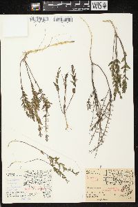 Scutellaria parvula var. leonardii image