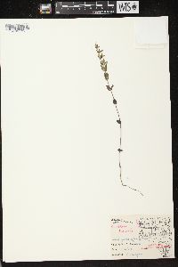 Scutellaria parvula var. leonardii image