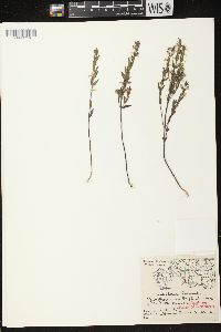 Scutellaria parvula var. leonardii image