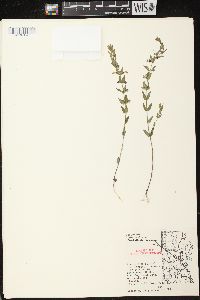 Scutellaria parvula image