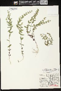 Scutellaria parvula image