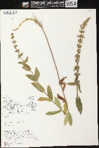 Stachys palustris image