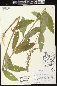 Stachys palustris image