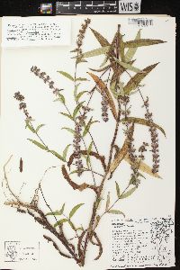 Stachys palustris image