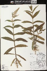 Stachys palustris image