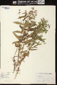 Stachys palustris image