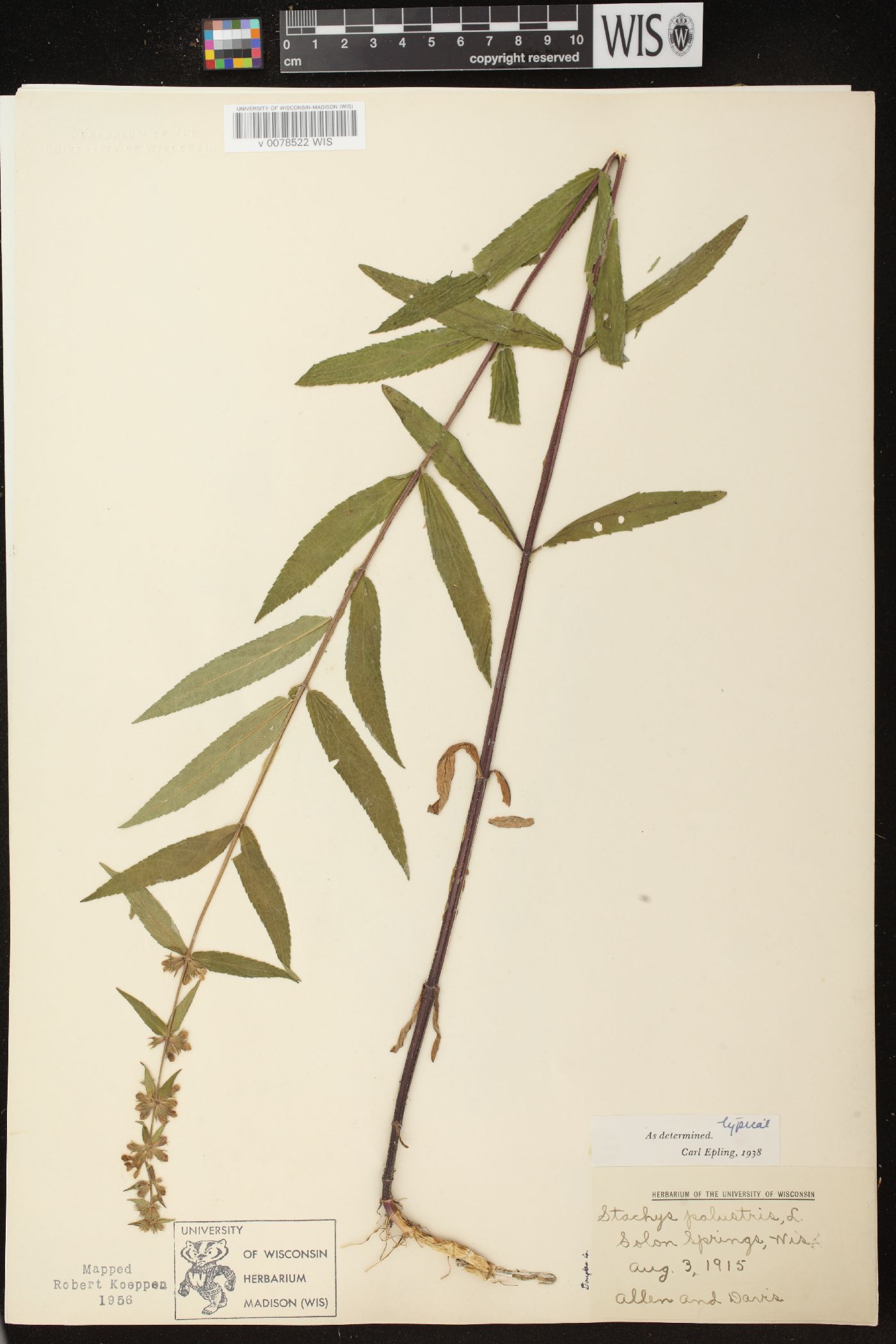 Stachys palustris subsp. palustris image